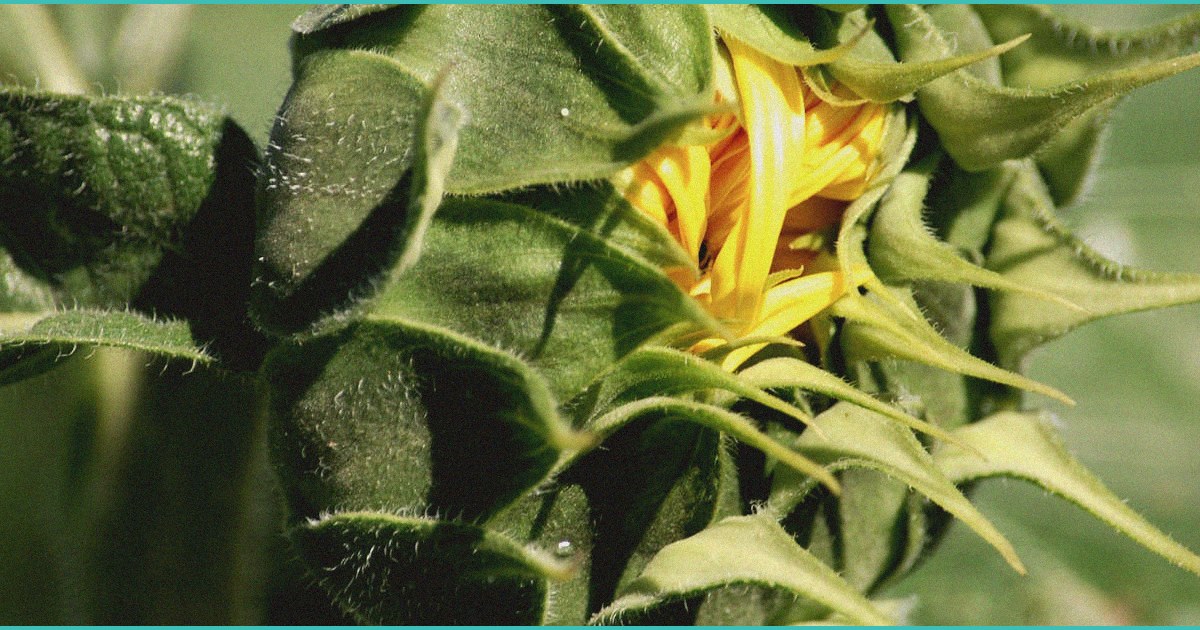 how a virtual medical cannabis clinic is working o