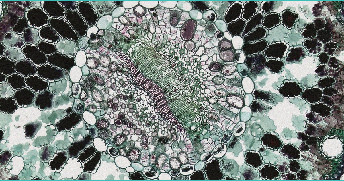 how n acylethanolamines control appetite energy b