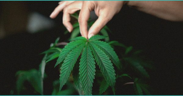 CED Clinic: Personalized Cannabis Medicine 249 In the Mix: 20 More Articles โ March 08, 2026