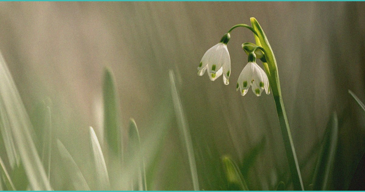 is medicare turning seniors into cbd test subjects