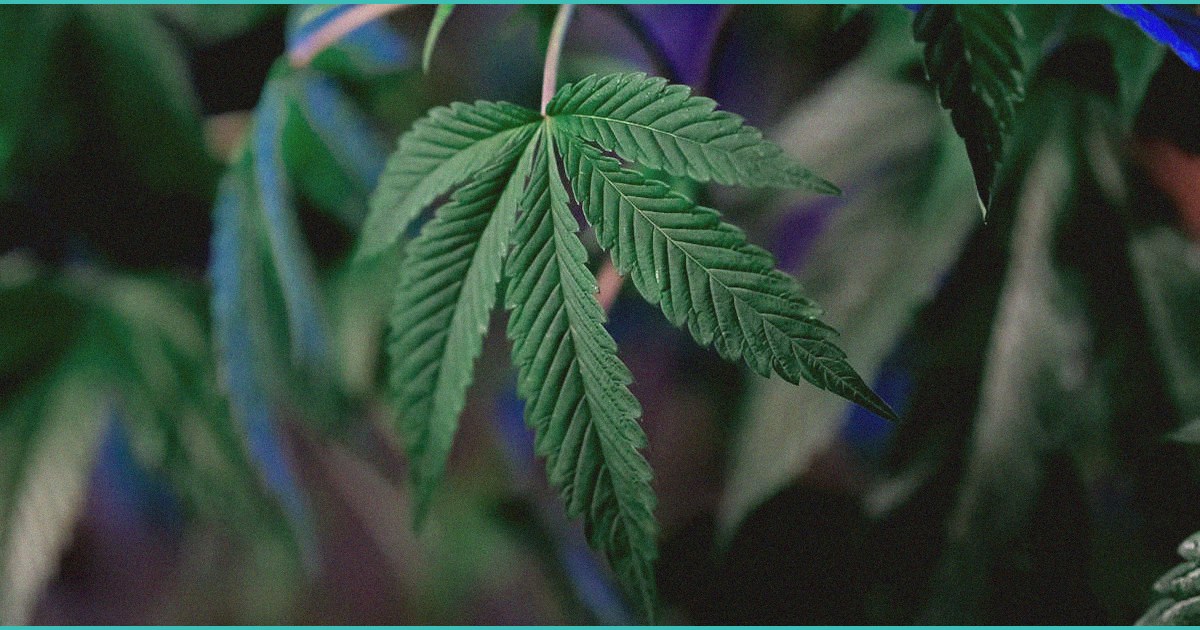 is today s marijuana more dangerous than we realiz