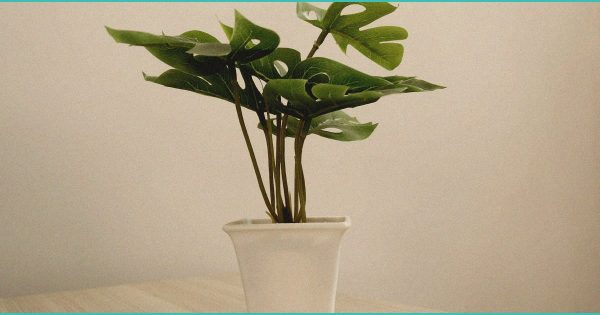 lawmakers strike down bill capping b thc b leve