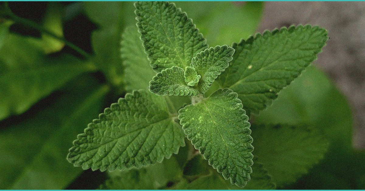 low dose vapes pre rolls recalled for having too