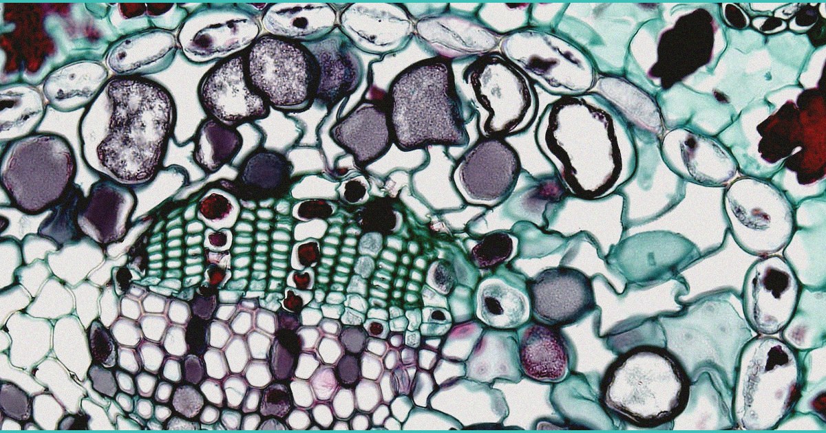 lowcountry hemp sellers plan lawsuit after dea sei