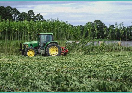 medical b cannabis b delivery app seeing growth