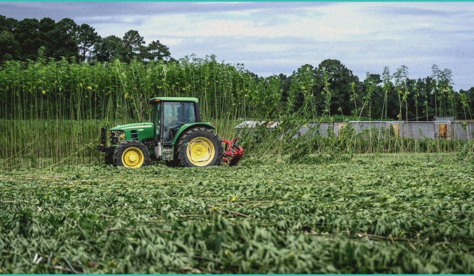 medical b cannabis b delivery app seeing growth