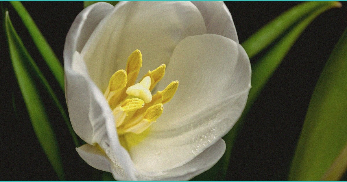 medical cannabis evidence based care cbd autism r