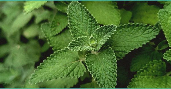 Millions Of Americans Use CBD As A Substitute For Painkillers And Other Medications …