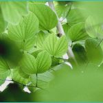 millions swap painkillers for cbd alternatives c