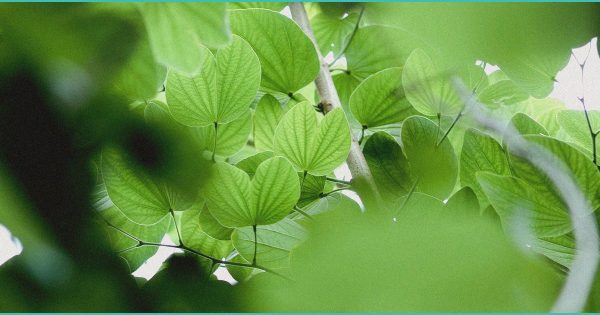 CED Clinic: Personalized Cannabis Medicine 235 Millions Swap Painkillers for CBD Alternatives | Cannabis Sciences – Labroots