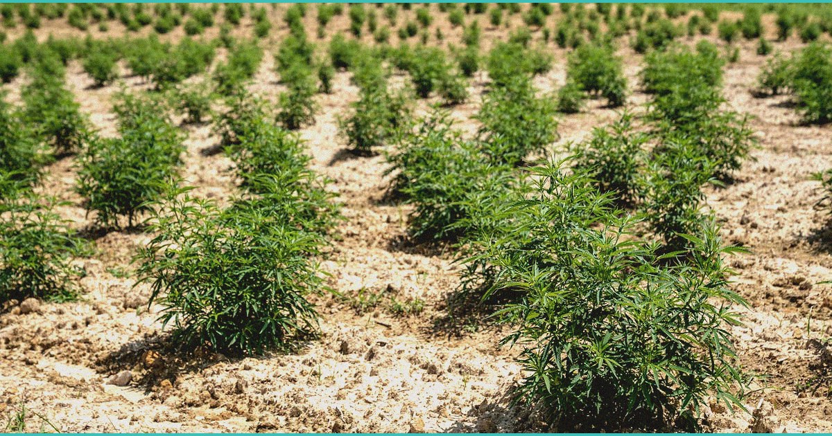 modulating the endocannabinoid system in alcohol u 1