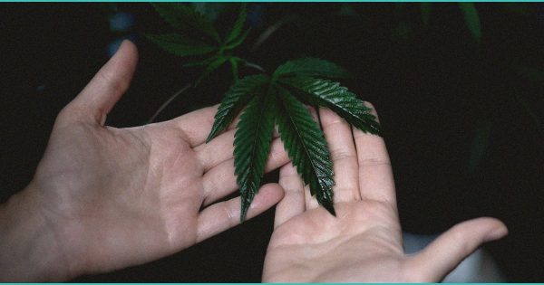 NC hemp shop owners fear ‘total collapse’ of industry under new federal law