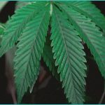 neuroprotective potential of cannabidiol cbd in