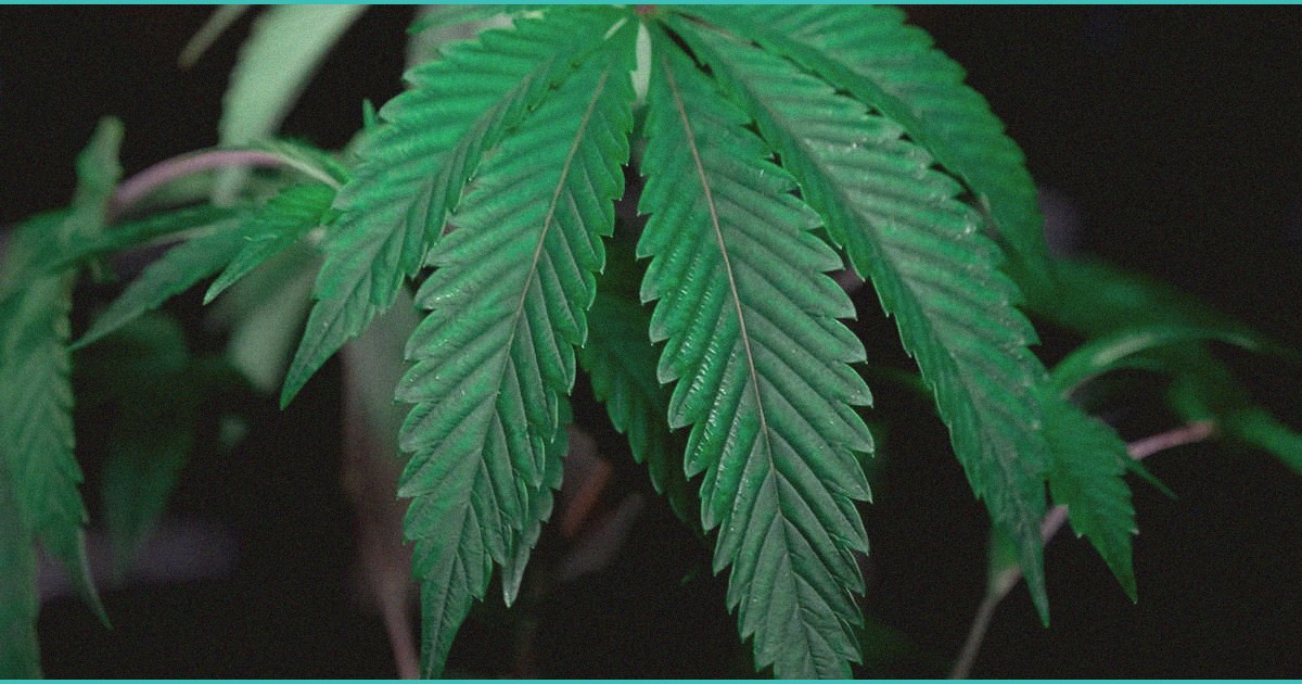 neuroprotective potential of cannabidiol cbd in