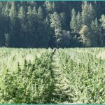 new texas thc rules could ban smokable hemp by mar