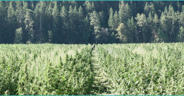 New Texas THC rules could ban smokable hemp by March 31 – Austin American-Statesman