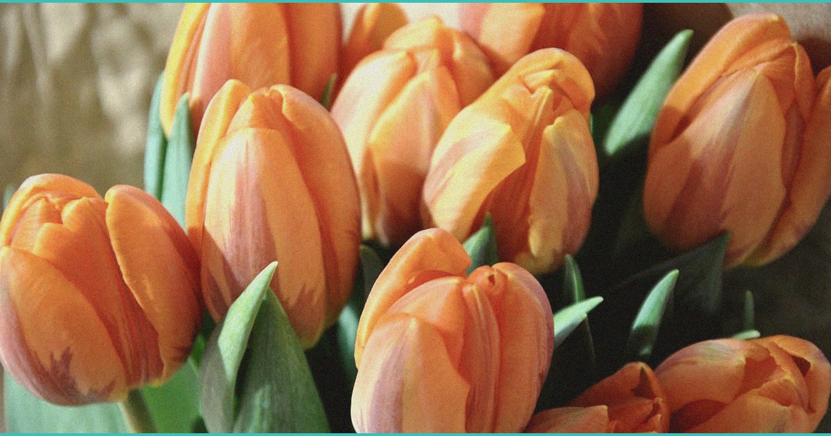 no driving impairment despite residual thc blood l