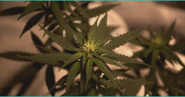 Ohio breweries seek to overturn SB 56 that banned THC beverages – WKEF