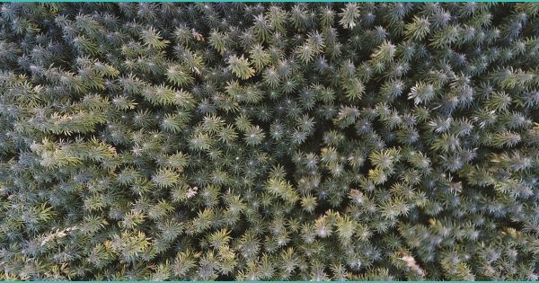 Ohio Brewing Companies Sue to Keep Hemp THC Beverages Legal