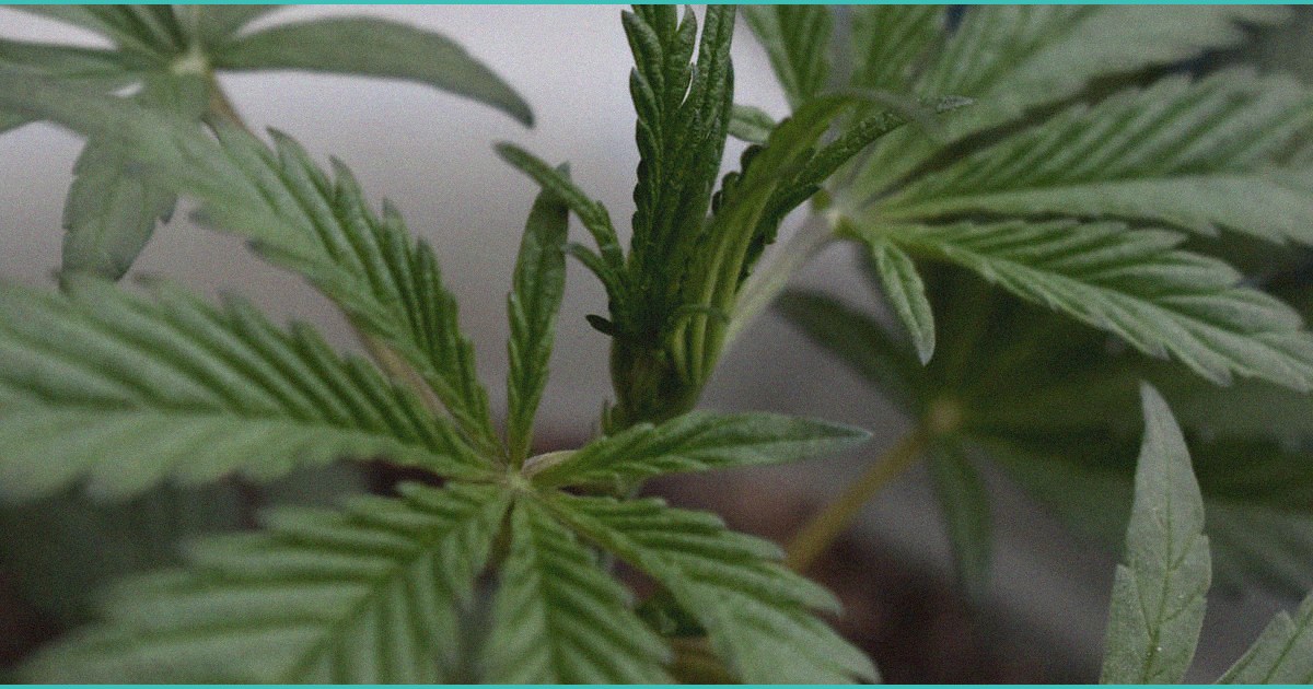 ohio recalls marijuana gummies for missing thc s