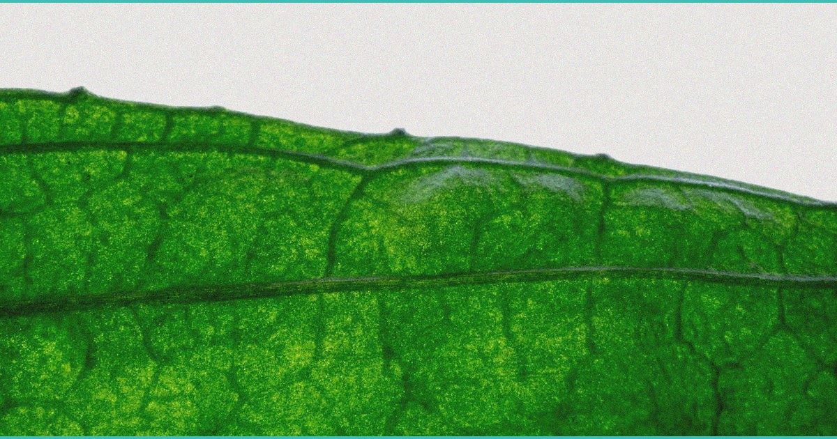 ohio restricts thc drinks hemp products youtube