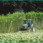 ohio s marijuana and hemp rules take effect spec