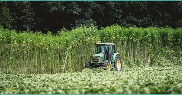 Ohio’s marijuana and hemp rules take effect – Spectrum News