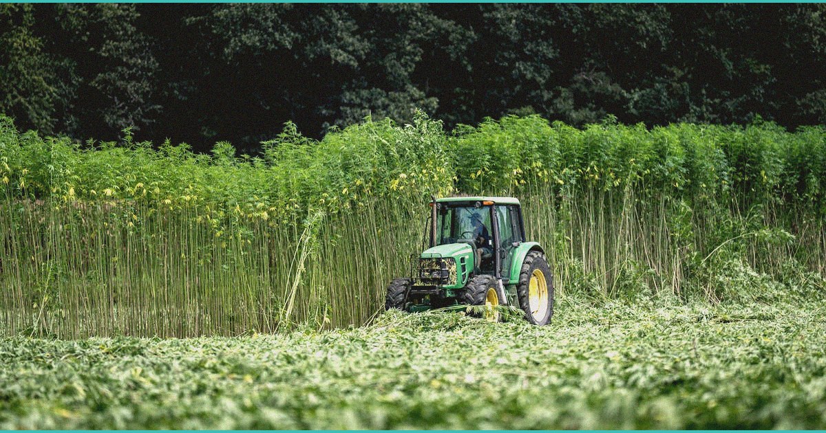 ohio s marijuana and hemp rules take effect spec