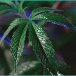 oregon cannabis industry beats thc potency cap in