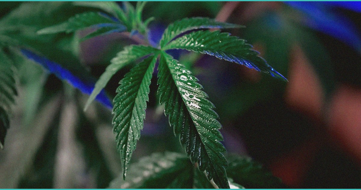 oregon cannabis industry beats thc potency cap in