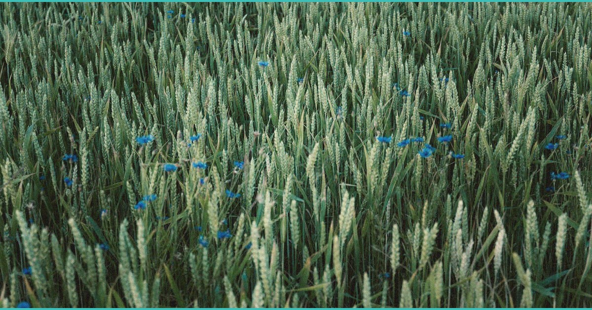 pediatricians warn about cannabis use disorder ki