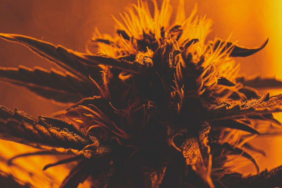 photo 1599227681056 f384c88d3593 7486b98b