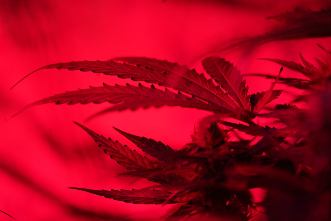 photo 1599227685298 6ef262e6e3d9 6c8a0f72