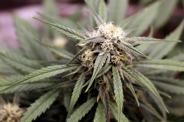 Police investigation underway near Lyell Avenue and Cameron Street – WHEC.com