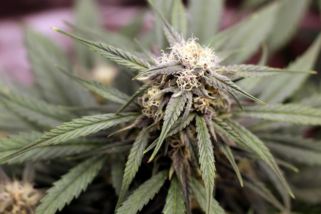 photo 1619199693720 f834149a6761 88deb19e