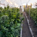 'Pot for Potholes Act' aims to legalize marijuana in Tennessee and distribute taxes to repair infrastructure