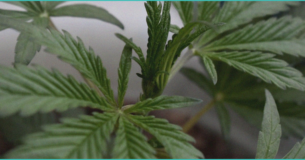 regular cannabinoid use and inflammatory biomarker 2