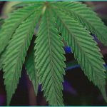 rhode island weighs fewer cannabis licenses to avo
