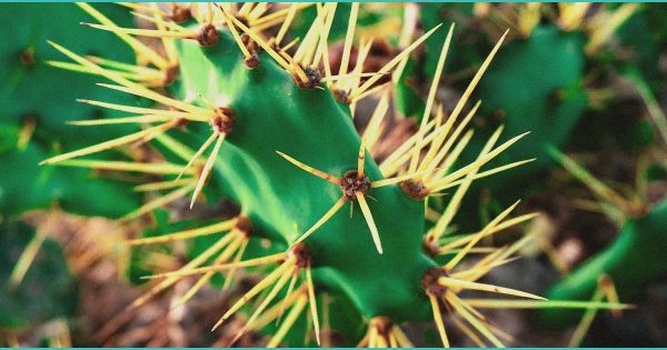 Roseburg Cannabis Expert Explains THC vs. CBD Effects – National Today