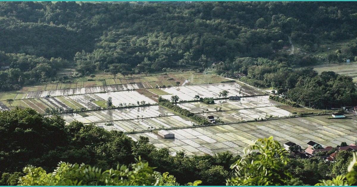 sa risks missing r40bn hemp industry opportunity w 1