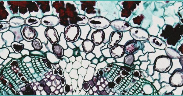 SC Republicans divided on intoxicating hemp ban. Can they agree on how to regulate it?