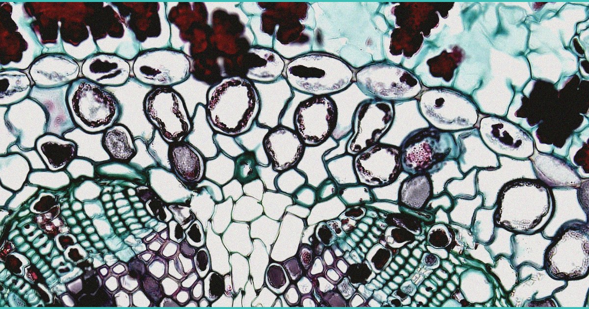 sc republicans divided on intoxicating hemp ban c