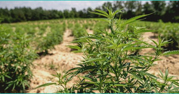 South Carolina Hemp Retailers Warn Bill Would Create ‘Monopoly’ for Liquor Stores