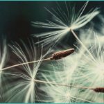 study found cbd and cbg may counter fatty liver di