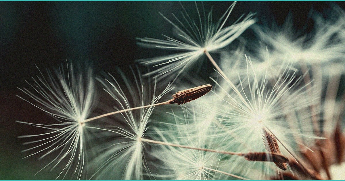 study found cbd and cbg may counter fatty liver di