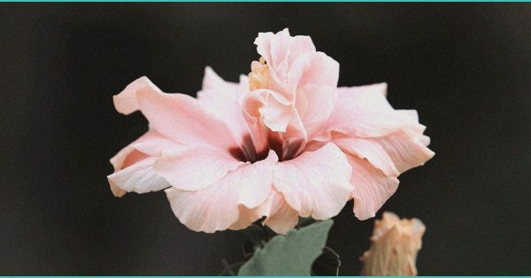 Study suggests CBD and CBG could be treatment for a common chronic liver disease