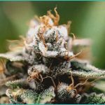 supreme court talks cannabis rescheduling in gun r 4