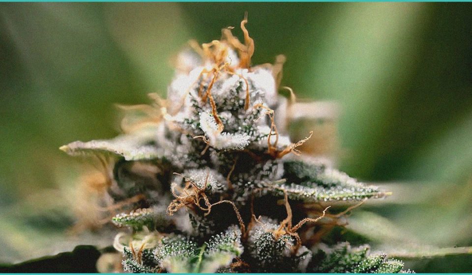 supreme court talks cannabis rescheduling in gun r 4