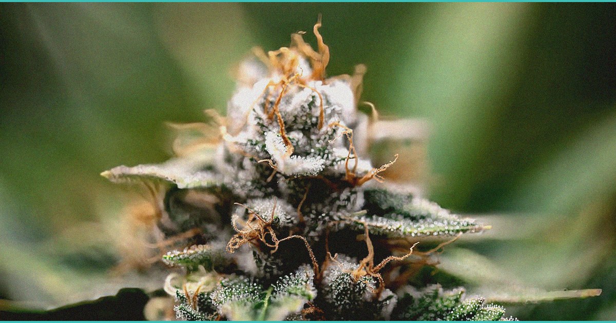 supreme court talks cannabis rescheduling in gun r 4