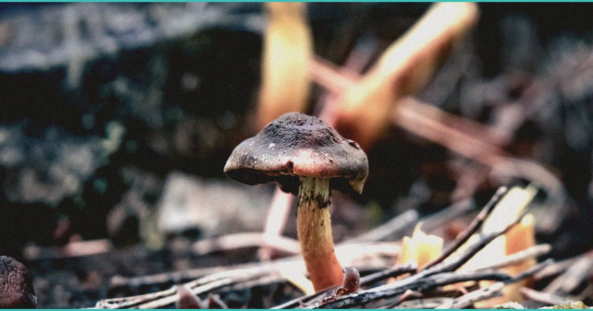 teen who killed 6 in thc crash gets 65 year senten